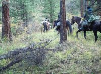 Фотоловушки помогли госинспекторам обнаружить участников незаконной охоты