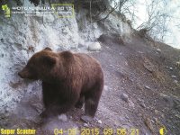 Кадры обитателей Алтайского биосферного заповедника участвуют в конкурсе «ФОТОЛОВУШКА-2015»