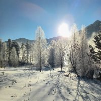 Фенологические заметки. Самый холодный месяц года начался с потепления