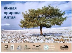 Международная передвижная фотовыставка «Живая природа Алтая» работает в онлайн режиме