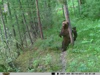 Снимки животных Алтайского заповедника представлены на конкурсе Фотоловушка-2017