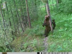 Снимки животных Алтайского заповедника представлены на конкурсе Фотоловушка-2017