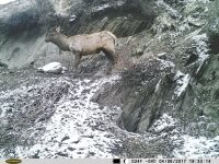 В Алтайском заповеднике копытные продолжают "переодеваться" к лету. 