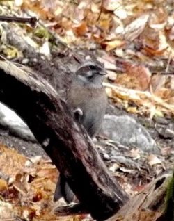 ОРНИТОЛОГИЧЕСКИЕ НОВОСТИ С УЧЕТНОГО МАРШРУТА НА ЯЙЛИНСКОЙ ТЕРРАСЕ И НЕ ТОЛЬКО. Март 2019