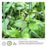 Фотовыставка  «Восьминогие охотники  окрестностей Золотого озера»