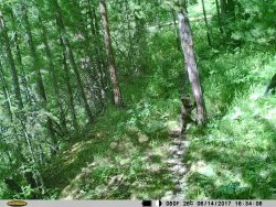 Медведи снова стали героями серии снимков