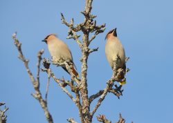 ОРНИТОЛОГИЧЕСКИЕ НОВОСТИ С УЧЕТНОГО МАРШРУТА НА ЯЙЛИНСКОЙ ТЕРРАСЕ И НЕ ТОЛЬКО. Март 2024