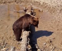 Фрагменты из жизни одного солонца