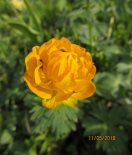 Купальница азиатская. Фото М. Сахневич