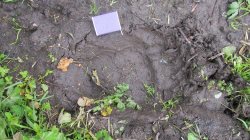 Медвежьи визиты на кордон Байгазан