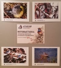 Фотовыставка «Крылатые обитатели Алтайского заповедника» открылась в Национальном музее Республики Алтай