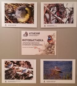 Фотовыставка «Крылатые обитатели Алтайского заповедника» открылась в Национальном музее Республики Алтай
