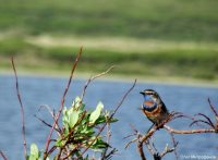 Мониторинговые наблюдения за гнездованием двух основных модельных видов Джулукульской котловины – большого баклана и орлана-белохвоста