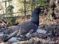 Дикий глухарь в заповедном Яйлю.