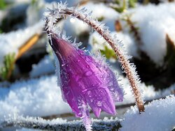 Объявлен старт международного конкурса фотографий   «Живая природа Алтая - 2018»