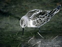 ОРНИТОЛОГИЧЕСКИЕ НОВОСТИ С УЧЕТНОГО МАРШРУТА НА ЯЙЛИНСКОЙ ТЕРРАСЕ И НЕ ТОЛЬКО. Август 2019