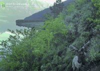 Подведены итоги первого национального конкурса Фотоловушка - 2015.