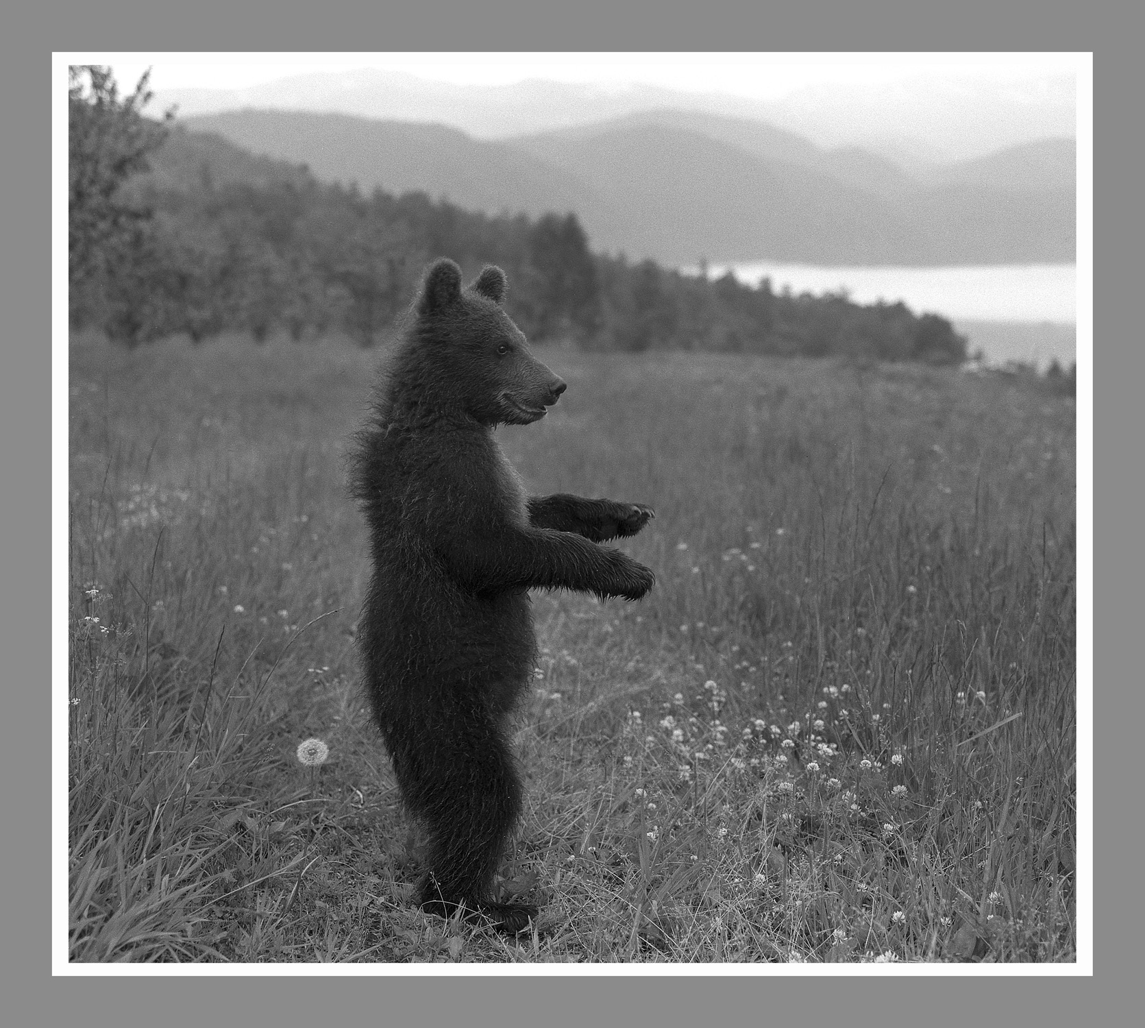 Медвежонок (Яйлинский сад,1993)