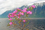Рододендрон Ледебура, Rhododendron ledebourii Pojark. Фото А. Лотов