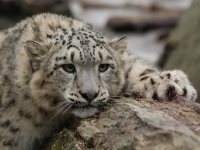 Снежный барс в дикой природе Горного Алтая