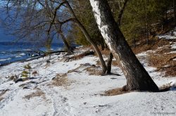 ОРНИТОЛОГИЧЕСКИЕ НОВОСТИ С УЧЕТНОГО МАРШРУТА НА ЯЙЛИНСКОЙ ТЕРРАСЕ И НЕ ТОЛЬКО. Декабрь 2021