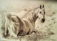 Традиции заповедного Алтая. «Изу тумчукту мал» (с «горячим дыханием»)