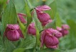 Башмачок крупноцветковый (Венерин башмачок крупноцветковый), Cypripedium macranthon Sw. - Фото -О. Митрофанов