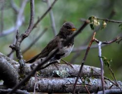 ОРНИТОЛОГИЧЕСКИЕ НОВОСТИ С УЧЕТНОГО МАРШРУТА НА ЯЙЛИНСКОЙ ТЕРРАСЕ И НЕ ТОЛЬКО. Июнь 2023