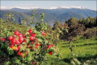 В Алтайском заповеднике в двенадцатый раз пройдёт праздник Яблочного Спаса