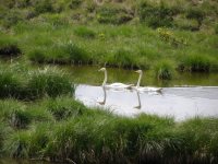 2 февраля – Всемирный день водно-болотных угодий