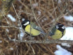Первая брачная песня
