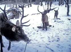 В Алтайском заповеднике проходят очередные зимние маршрутные учёты-2019