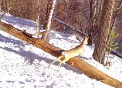 Фотоловушки. Лучшие кадры 2020 года