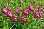 Башмачок крупноцветковый (Венерин башмачок крупноцветковый), Cypripedium macranthon Sw. - Фото - В. Лотов