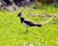ОРНИТОЛОГИЧЕСКИЕ НОВОСТИ С УЧЕТНОГО МАРШРУТА НА ЯЙЛИНСКОЙ ТЕРРАСЕ И НЕ ТОЛЬКО. Май 2020