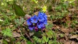 Медуница мягчайшая (Pulmonaria mollis Wulfen ex Hornem.)