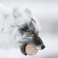 ЗОЛОТАЯ ЧЕРЕПАХА лучшие фотографии и фильмы о дикой природе