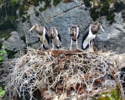 ОРНИТОЛОГИЧЕСКИЕ НОВОСТИ С УЧЕТНОГО МАРШРУТА НА ЯЙЛИНСКОЙ ТЕРРАСЕ И НЕ ТОЛЬКО. Август 2024