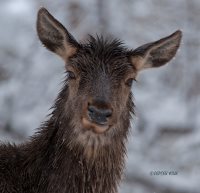 3 марта - Всемирный день дикой природы!