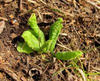 Заметки дендролога. Как пробуждается природа в Алтайском заповеднике