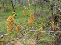 Заметки дендролога. Ольховник кустарниковый.