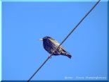 Обыкновенный сковрец. (Sturnus vulgaris) Март 2016.