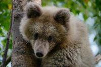 Медвежата-сироты. Фотосессия в конце августа