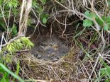 Гнездо лесного конька. Фото О. Митрофанов