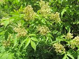Бузина сибирская. Sambucus sibirica. Фото М. Сахневич.
