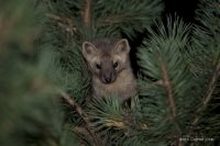 Всемирный день защиты животных