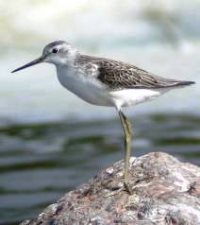 В Алтайском  заповеднике обнаружен новый вид птицы