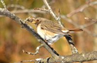  ОРНИТОЛОГИЧЕСКИЕ НОВОСТИ С УЧЕТНОГО МАРШРУТА НА ЯЙЛИНСКОЙ ТЕРРАСЕ И НЕ ТОЛЬКО. Февраль 2022