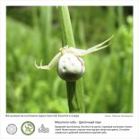 Фотовыставка  «Восьминогие охотники  окрестностей Золотого озера»