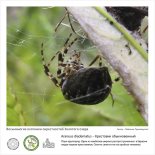 Фотовыставка  «Восьминогие охотники  окрестностей Золотого озера»